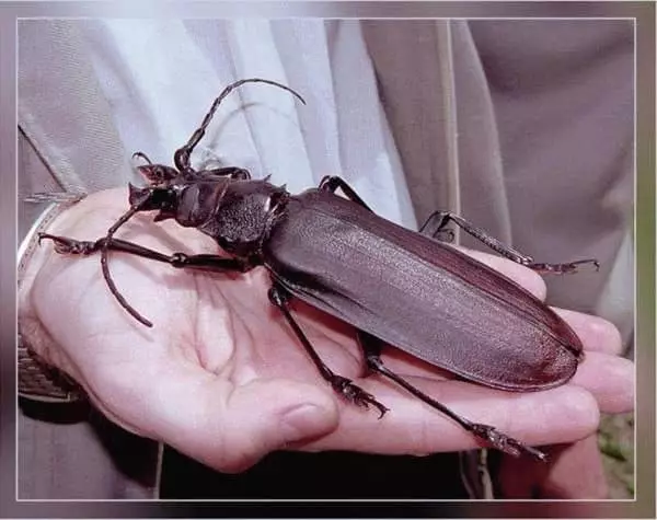 Çfarë ëndrrash të një beetle të madhe? 7432_2