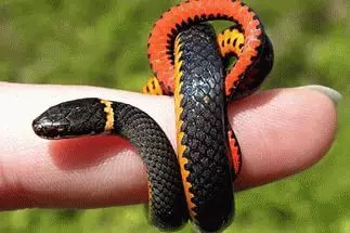 Kādi sapņo mazo čūsku