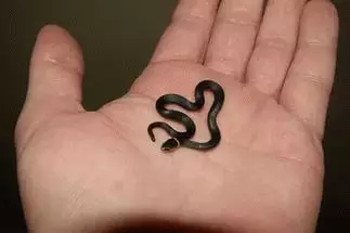 маленькія змеі соннік