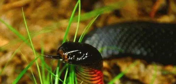 Какве снове црне змија? 7457_1