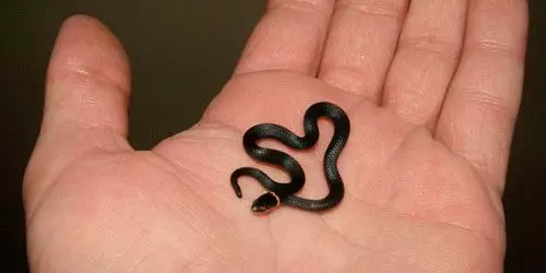 Какве снове црне змија? 7457_3
