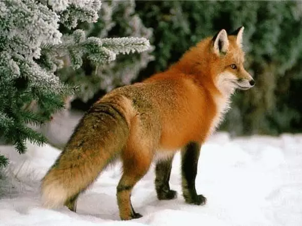 Zomwe Fox Red Fox polota