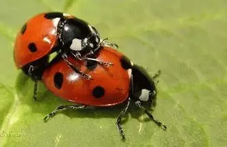 I-Ladybug