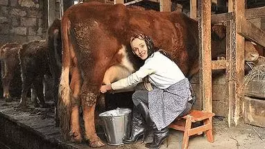 what dream to milk a cow