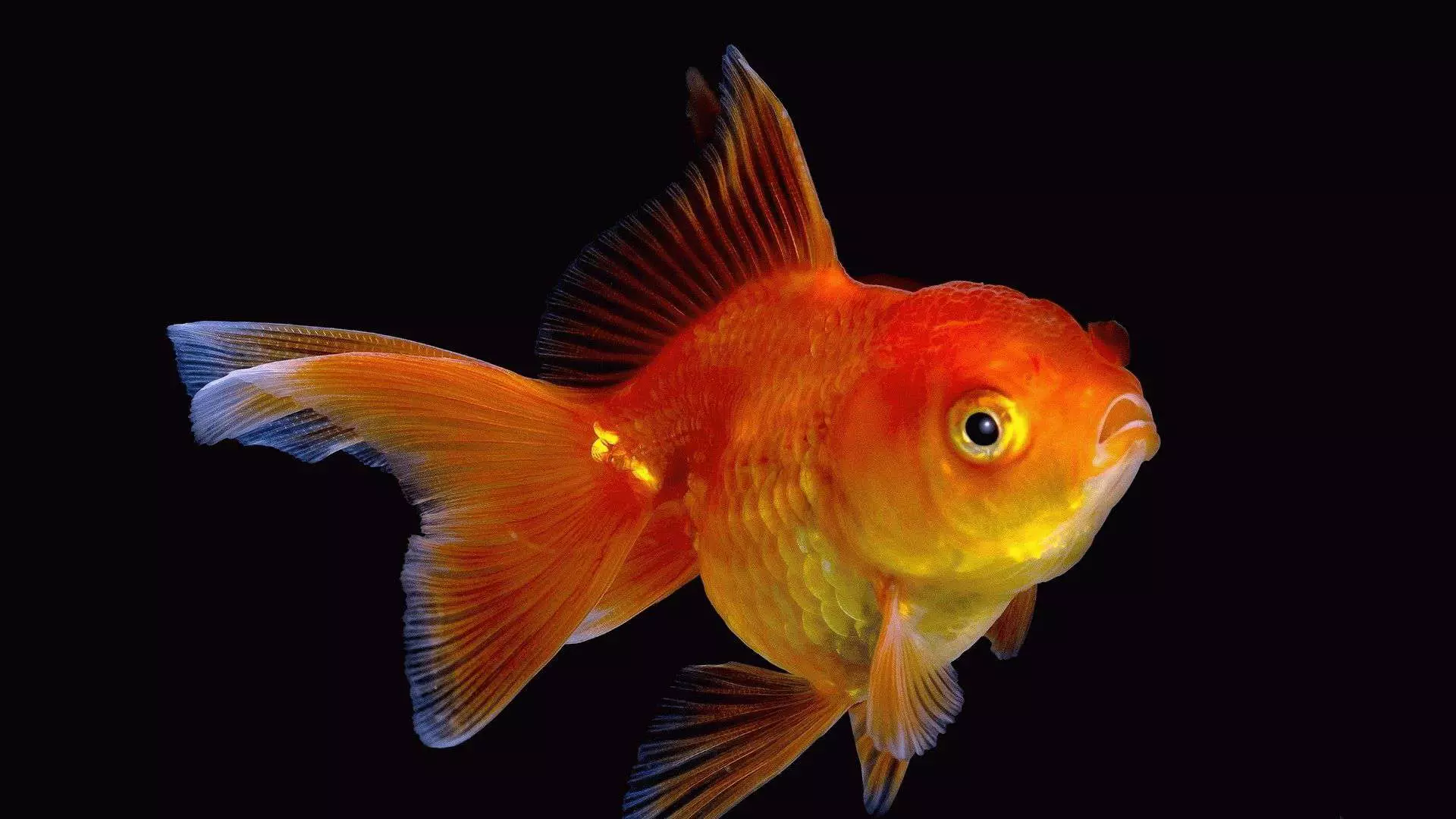 Unsa ang mga damgo nga goldfish