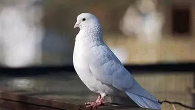 до чого сниться білий голуб