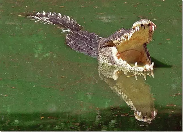 До чого сняться крокодили у воді? 7499_1
