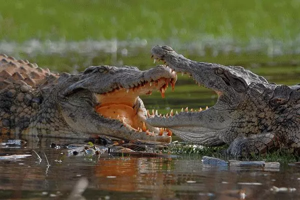 Hvad drømmer krokodiller om vand? 7499_2