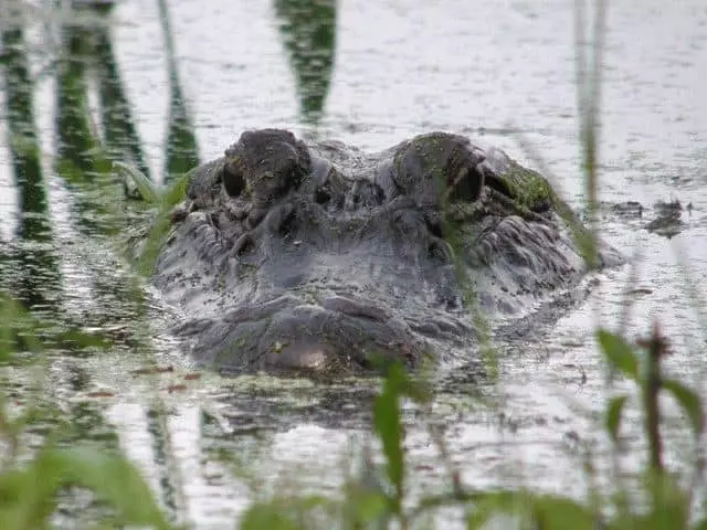 До чого сняться крокодили у воді? 7499_3