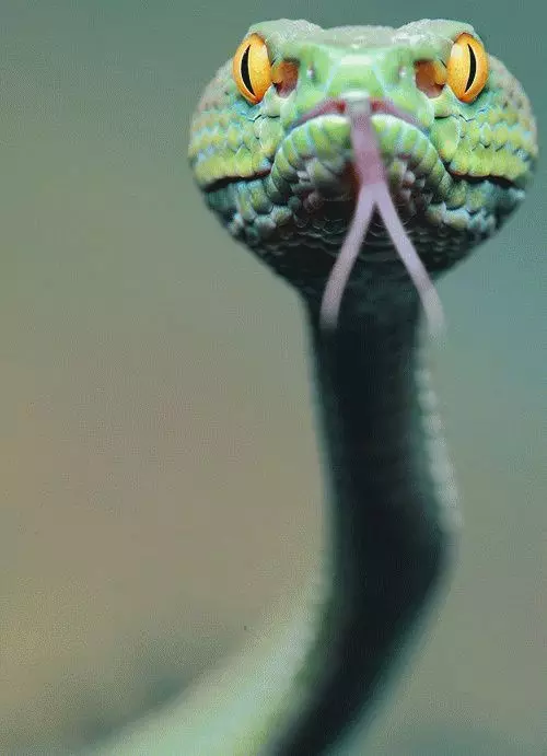 Snake - co udělala pro vás znamená?