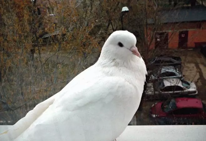 Specifications: Dove sat on the window sill outside the window 7510_1