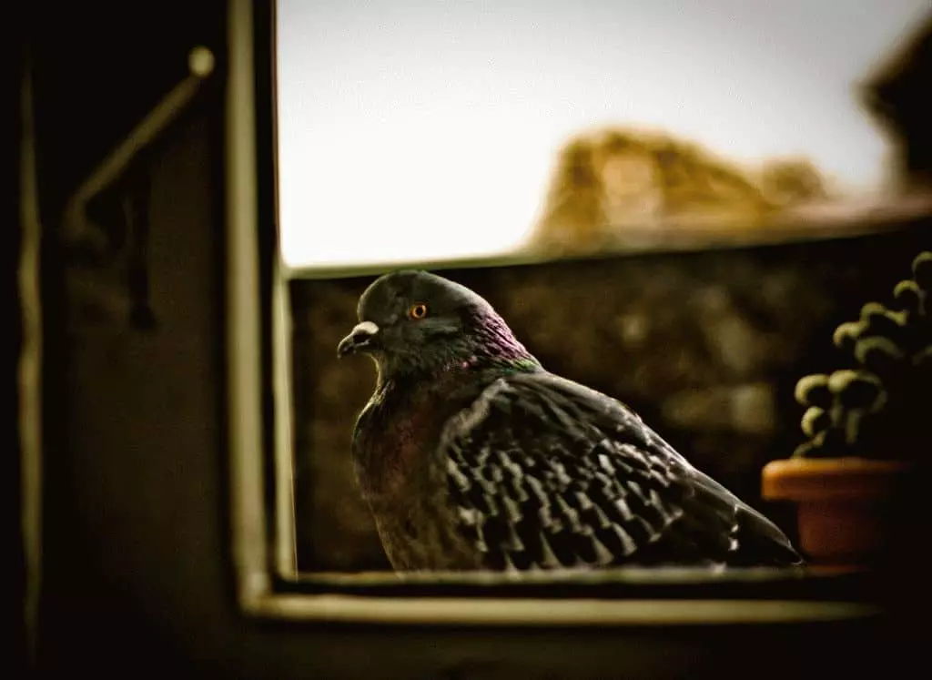 规格：鸽子坐在窗外的窗台上 7510_3