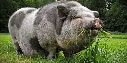 Каков сон на свиња во сон? 7570_3