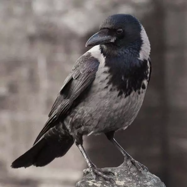 Segni sul corvo - cosa dare pernazione nera 7576_1