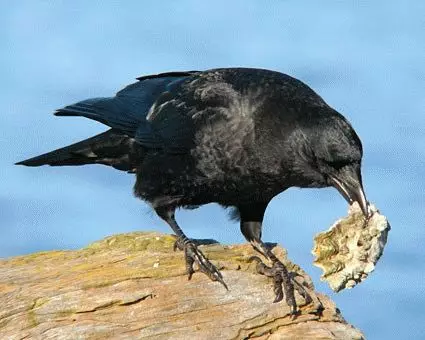 Segni sul corvo - cosa dare pernazione nera 7576_2