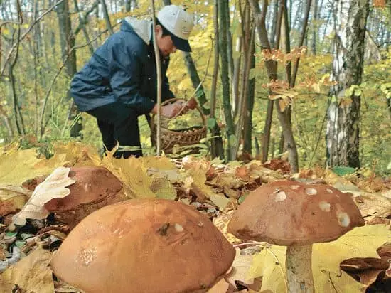 注意：森林裡有很多蘑菇是什麼？ 7594_2
