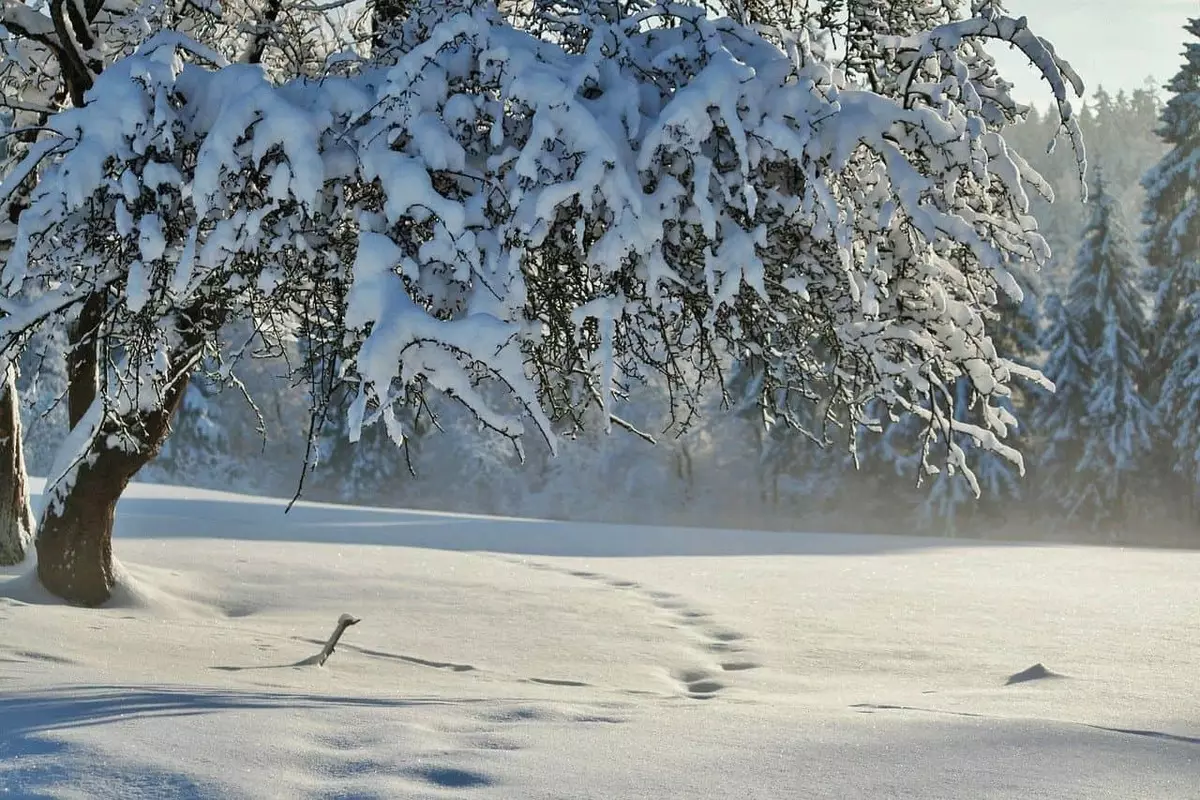 موسم سرما کے لوک علامات - موسم کی پیشن گوئی کے بغیر موسم کا اندازہ لگائیں 7605_1