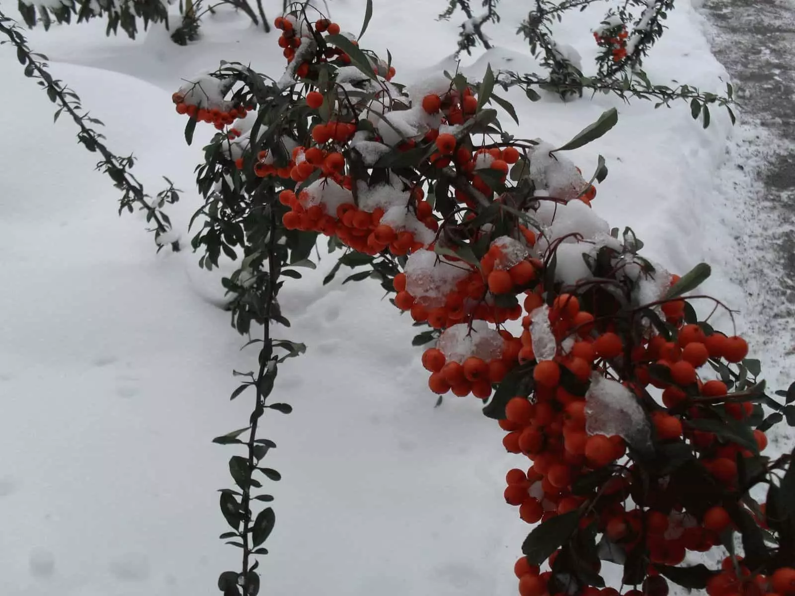 علائم عامیانه زمستان - حدس زدن هوا بدون پیش بینی های آب و هوا 7605_2