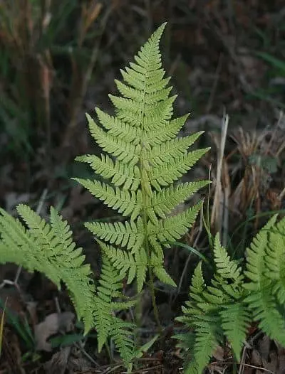 Note: Fern leaves are twisted to the bottom 7606_2