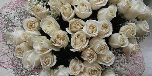 Mida unistavad valge roosid? 7609_1