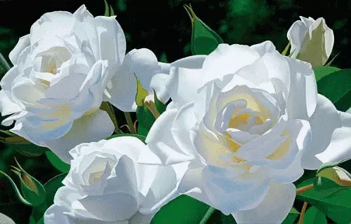 Apa sing diimpi mawar putih? 7609_2