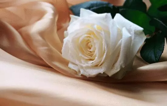 Mida unistavad valge roosid? 7609_3