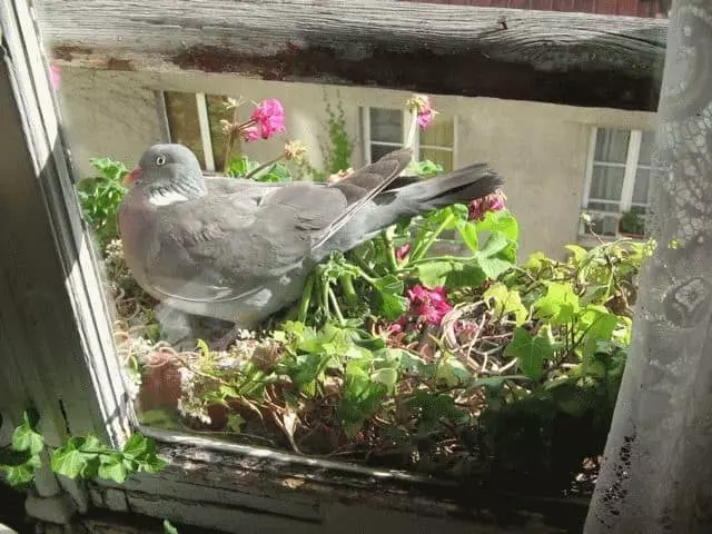 Phác thảo: Chim bồ câu bay vào cửa sổ căn hộ hoặc ở nhà 7615_2