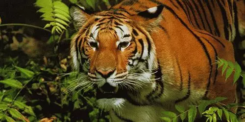 Que soña un tigre nun soño? 7632_1