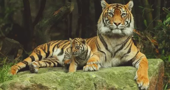 Vilka drömmar är en tiger i en dröm? 7632_2