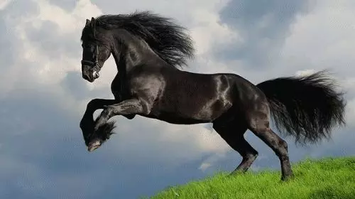 Welchen Traum von einem Pferd in einem Traum? 7641_1
