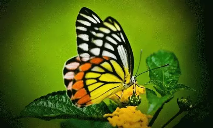 Mara: Butterfly free n'ụlọ 7658_1