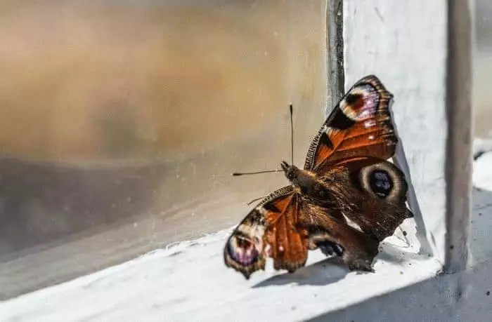 Icyitonderwa: Butterfly araguruka mu nzu 7658_2