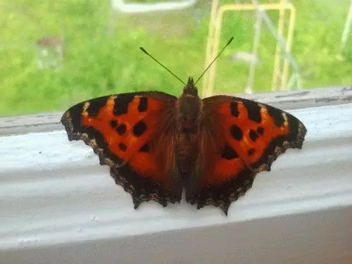 Megjegyzés: Butterfly repült a házba 7658_3