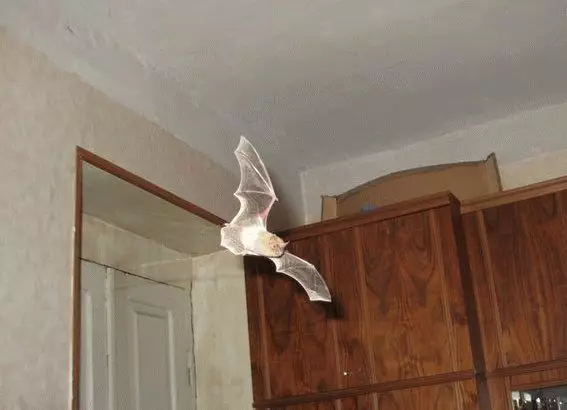 Spesifikasjoner: Bat fløy inn i huset gjennom vinduet 7665_2