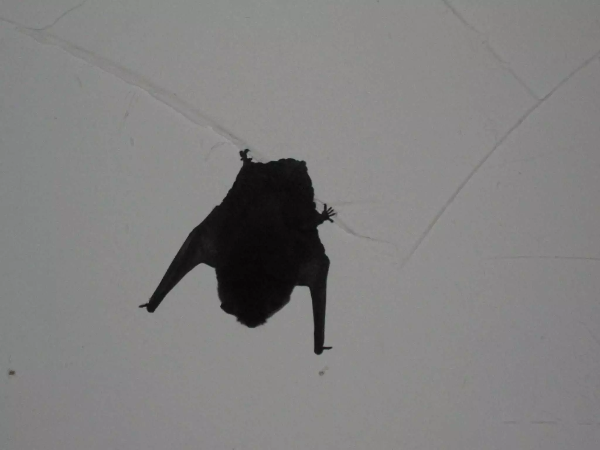 Especificaciones: BAT voló a la casa a través de la ventana. 7665_3