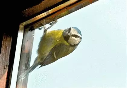 Nota: ¿Qué es el pájaro latidos en la ventana? 7678_3