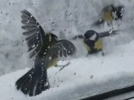 Skitser: fugl styrtede i vinduet 7685_3