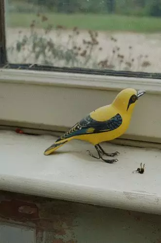 Прикмета: птах вдарилася в вікно 7700_2