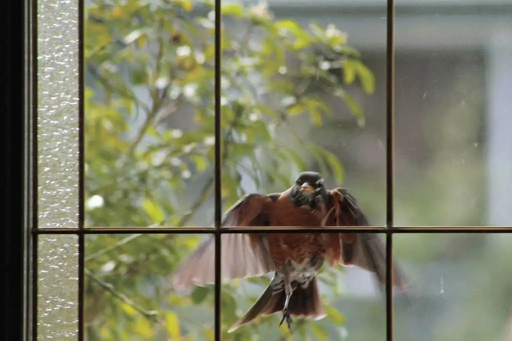 Phác thảo: Chim chạm vào cửa sổ 7700_3