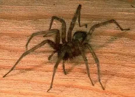 Shënim: Spider në shtëpi 7701_1