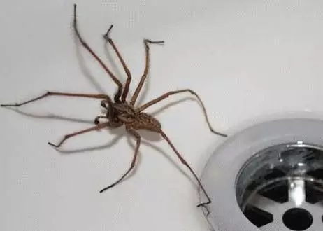 Megjegyzés: Spider a házban 7701_2