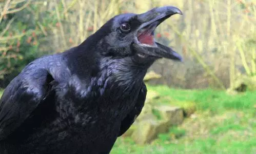 რა ოცნება შავი crow? 7705_1