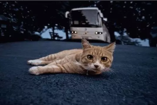 Specs: Fahren Sie die Katze mit dem Auto 7712_2