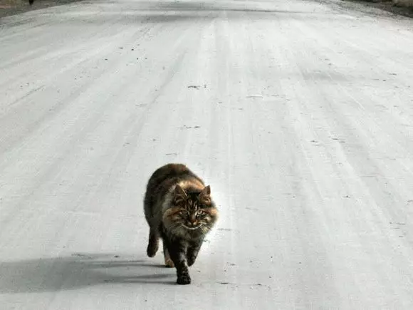 شبیہیں: کار کی طرف سے بلی کو نیچے ڈرائیو 7712_4