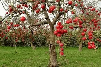 Што е јаболка на дрво? 7721_1