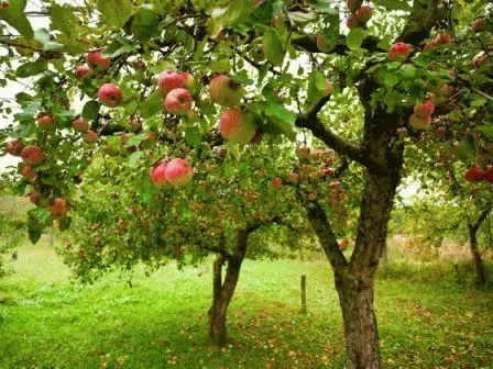 झाडावर सफरचंद काय आहे? 7721_3