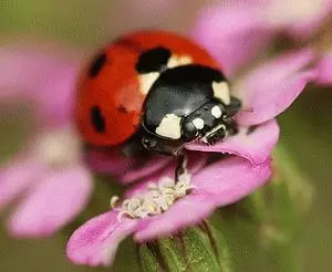 Akiyesi: Ladybug 7736_2