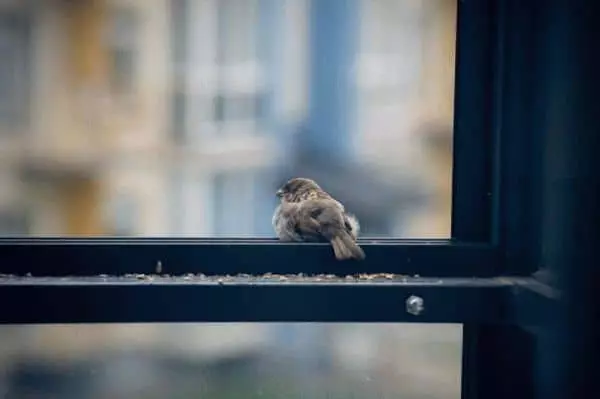 Schițe: Bird Flew la balcon 7737_1
