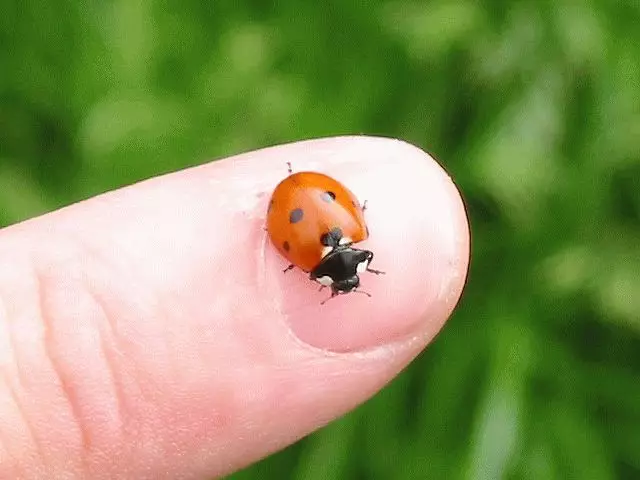 Icyitonderwa: Ladybug mu nzu 7740_1