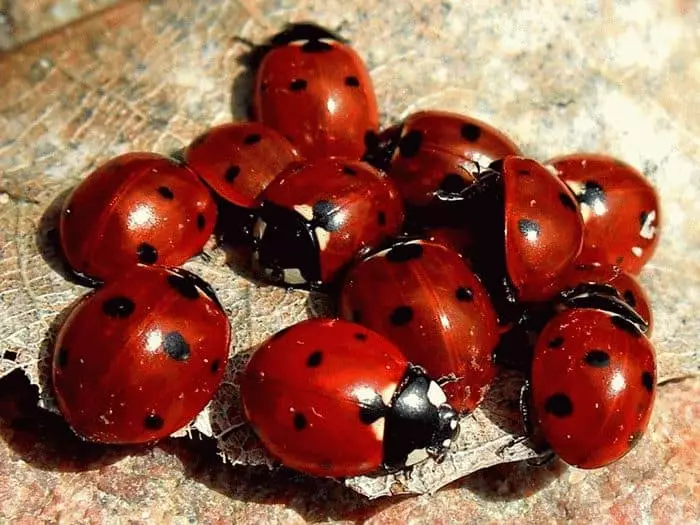 Ongorora: Ladybug mumba 7740_2